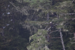 Sitka020