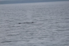 Sitka021