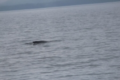 Sitka022
