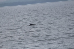 Sitka023