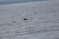 Sitka024