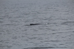 Sitka025