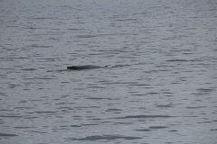 Sitka026