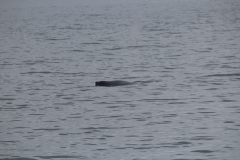 Sitka027