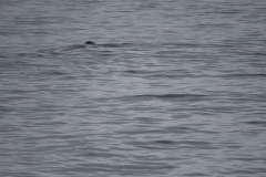 Sitka028