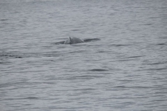 Sitka029