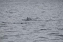 Sitka030
