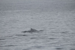 Sitka031