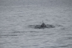 Sitka032