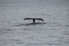 Sitka033