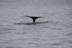 Sitka034