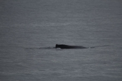 Sitka036