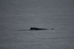 Sitka037