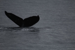 Sitka039