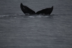 Sitka040