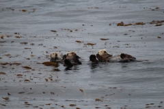 Sitka042