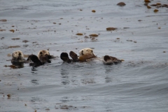 Sitka045