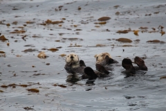 Sitka046