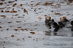 Sitka047