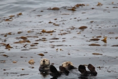 Sitka048