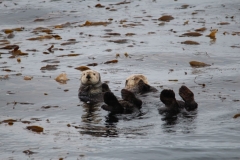 Sitka049