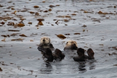 Sitka051