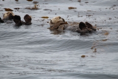 Sitka052