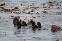 Sitka053
