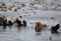 Sitka054