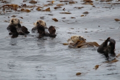 Sitka055