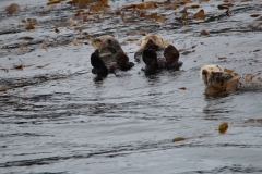 Sitka056