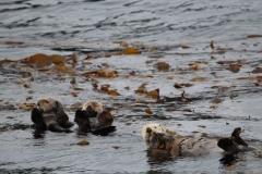 Sitka057
