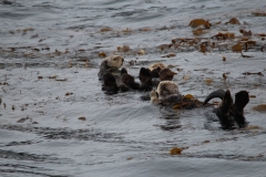 Sitka058