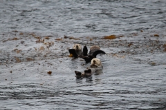 Sitka061