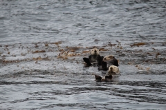 Sitka062