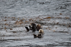 Sitka063