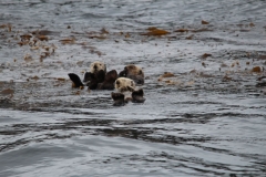 Sitka064