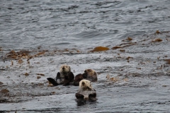 Sitka065