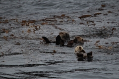 Sitka066