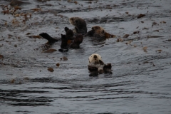 Sitka067