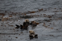 Sitka068