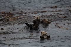 Sitka069