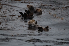 Sitka070