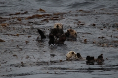 Sitka071