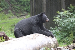 Sitka072