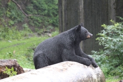Sitka073