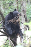 Sitka074