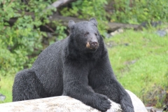 Sitka075