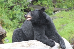 Sitka076
