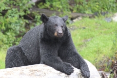 Sitka078